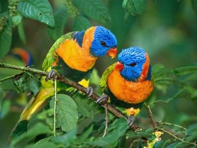 Two Colorful Rainbow Lorikeets Perched on a Branch