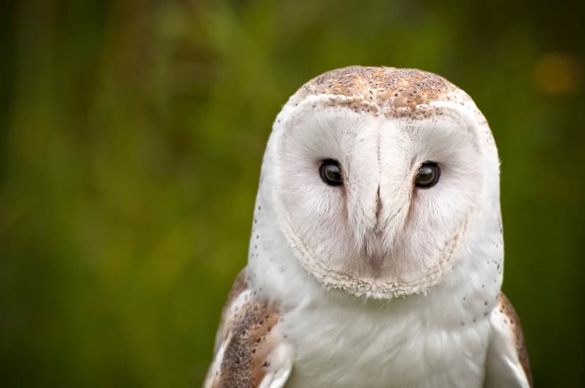 Barn owl with a white heart-shaped face and dark eyes stares forward against a soft green blurred background.