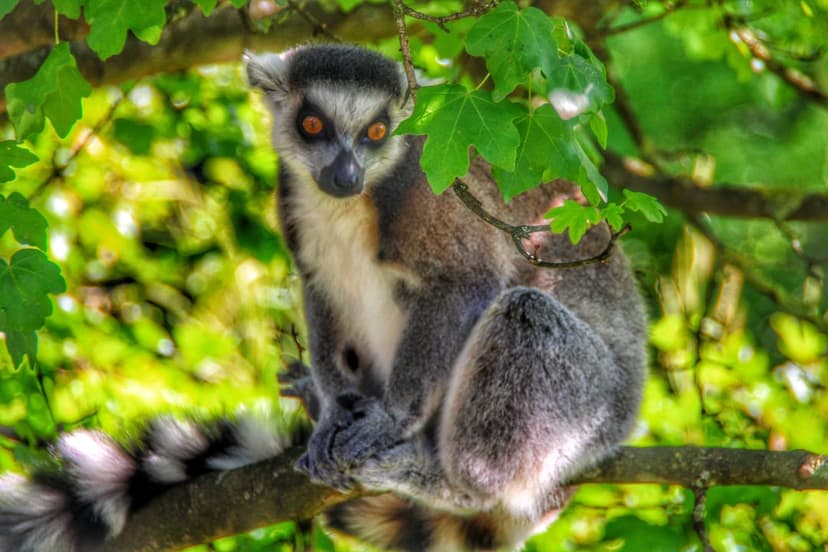 Ring-tailed lemur with orange eyes and a striped tail sits on a branch surrounded by soft green jungle leaves.