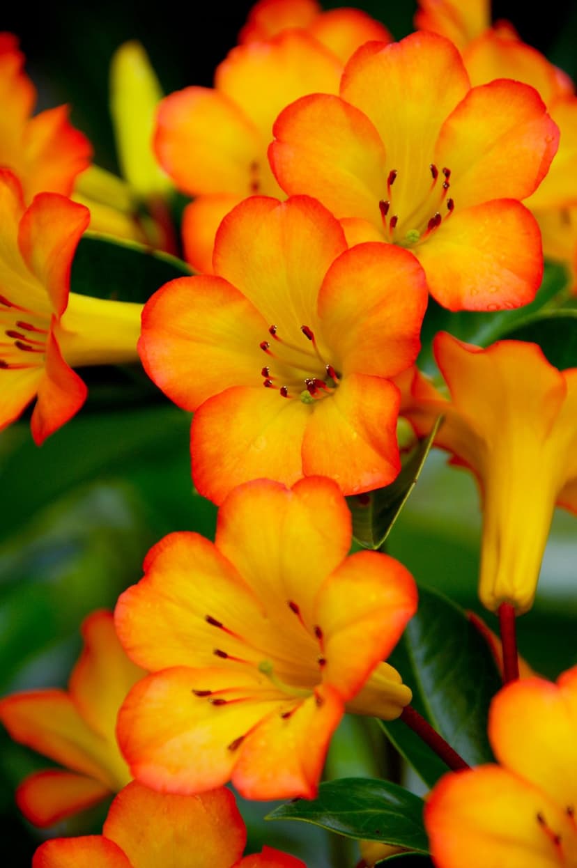 Orange rhododendron flowers with ruffled edges and yellow centers bloom against a lush green foliage background.