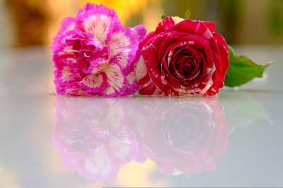 Striped Red Rose and Pink Carnation Mirror Wallpaper