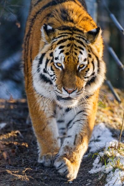 Close-up of a majestic tiger walking towards the camera