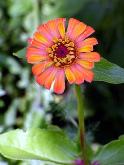 Orange and Pink Zinnia Bloom Vertical Phone Wallpaper