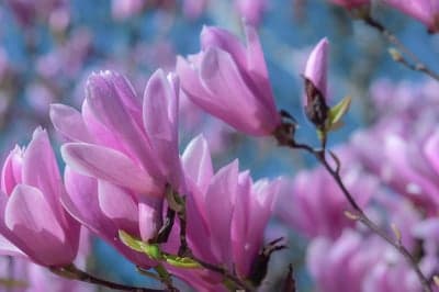 Soft Pink Magnolia Blooms Under Clear Blue Sky Wallpaper