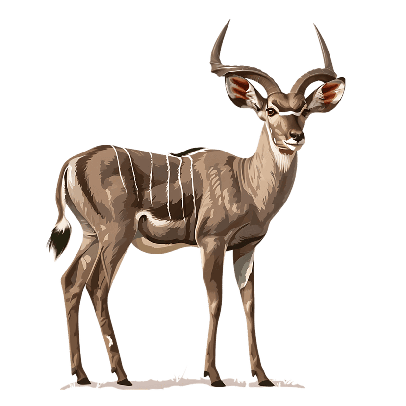 Greater Kudu antelope with long spiral horns and striped fur stands alert against a solid black background.