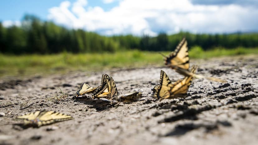 Yellow and black striped butterflies cluster on textured ground with a blurred forest and blue sky background.