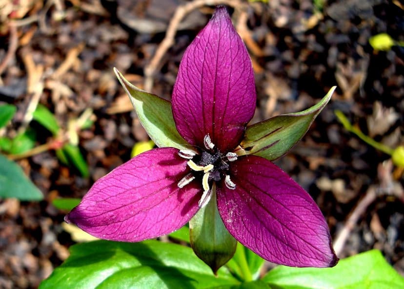 Deep purple Trillium flower with three petals and green sepals rests on a dark, leafy woodland floor.