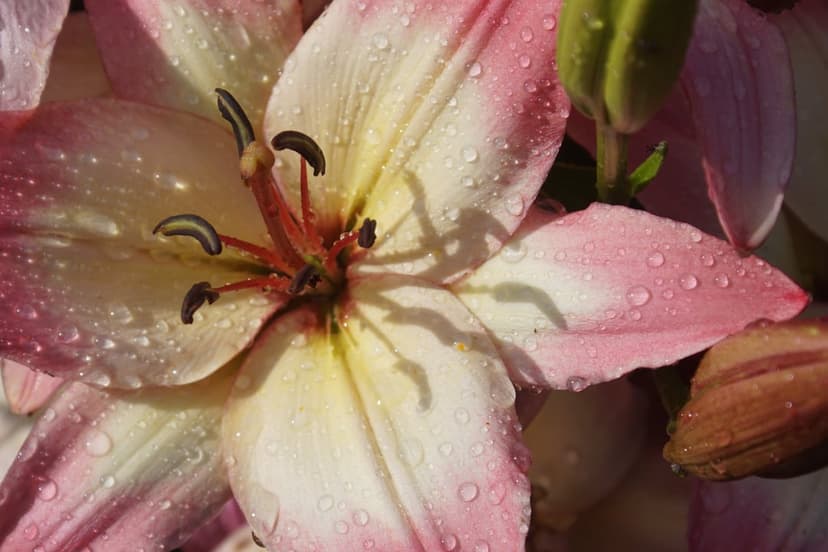 Pink lily blossom covered in clear water droplets with yellow-tipped stamens against a soft blurred background.