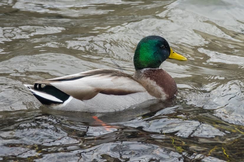 Mallard duck with a green head and yellow beak swims across choppy blue water with soft reflections and ripples.