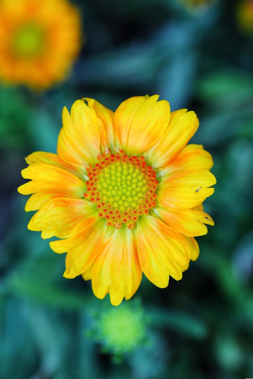 Yellow daisy flower with a green center and red accents set against a blurred teal and green garden background.