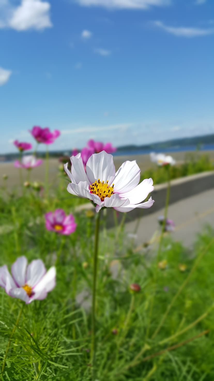 White cosmos flowers with yellow centers bloom against a blurred backdrop of pink petals, blue sky, and lake water.
