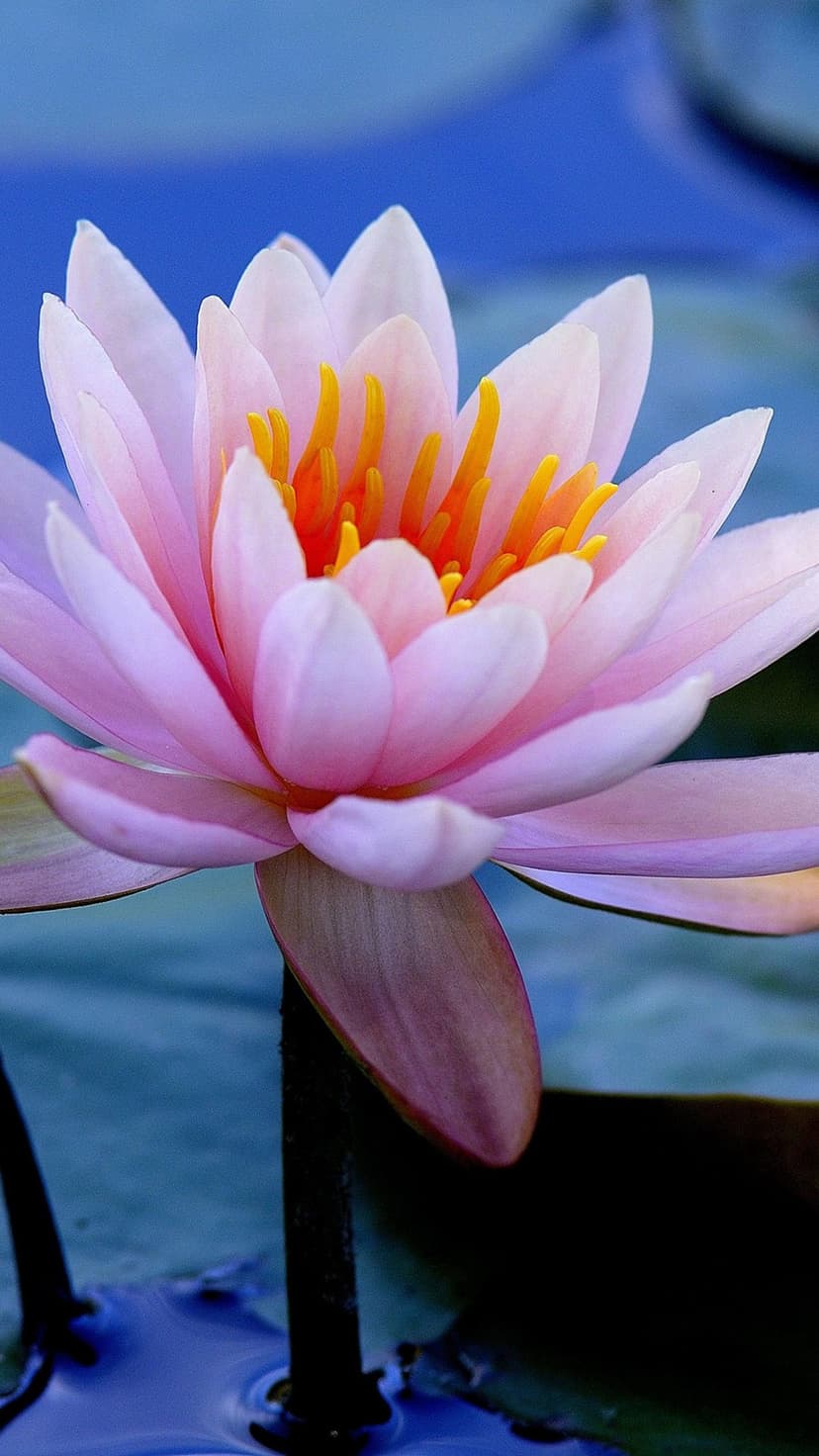 Pink water lily with a bright yellow center floating on dark blue water in a macro vertical composition.