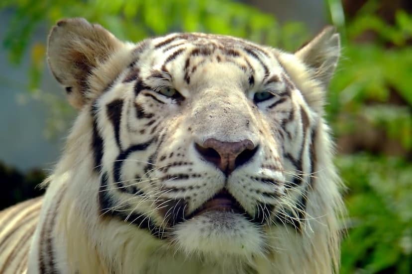 White tiger face with striking blue eyes and black stripes set against a backdrop of lush green jungle foliage.