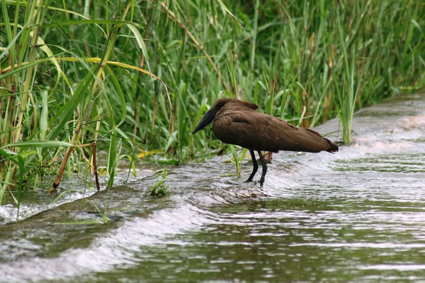 Hamerkop bird with hammer-shaped head stands on a wet ledge surrounded by green reeds and ripples on water.