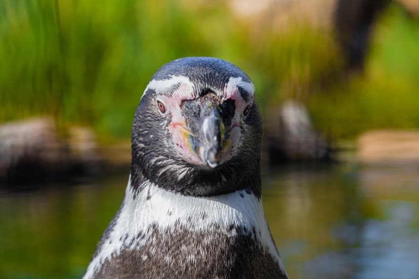 Penguin face close-up with black and white feathers against a blurred green and watery nature background.