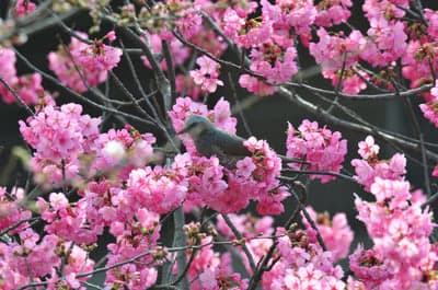 Serene Songbird Among Pink Cherry Blossoms Phone Wallpaper