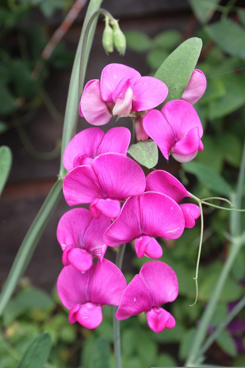 Pink sweet pea flowers with ruffled petals hang from a leafy green vine under bright natural sunlight.