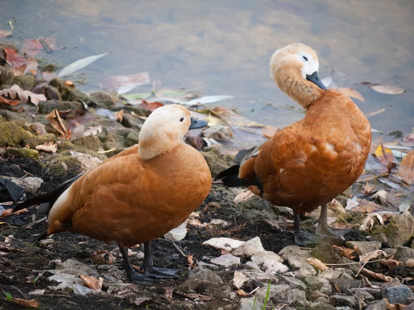 Ruddy Shelducks stand on a rocky shore with fallen autumn leaves next to a calm lake in soft light.