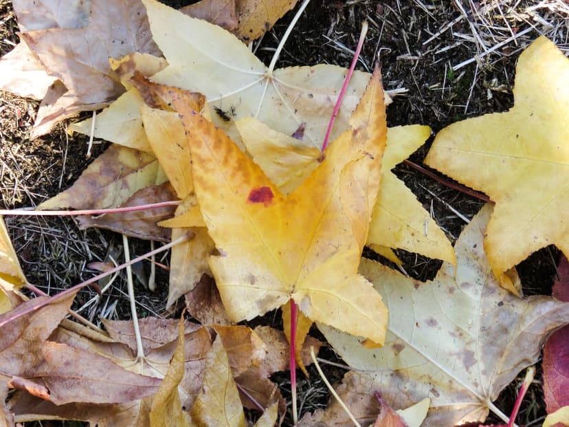 Yellow and brown maple leaves with visible veins scattered across dark soil under bright natural sunlight.