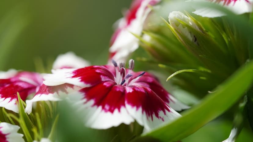 Red and white carnation flower with serrated petals in sharp focus against a blurred green leaf background.