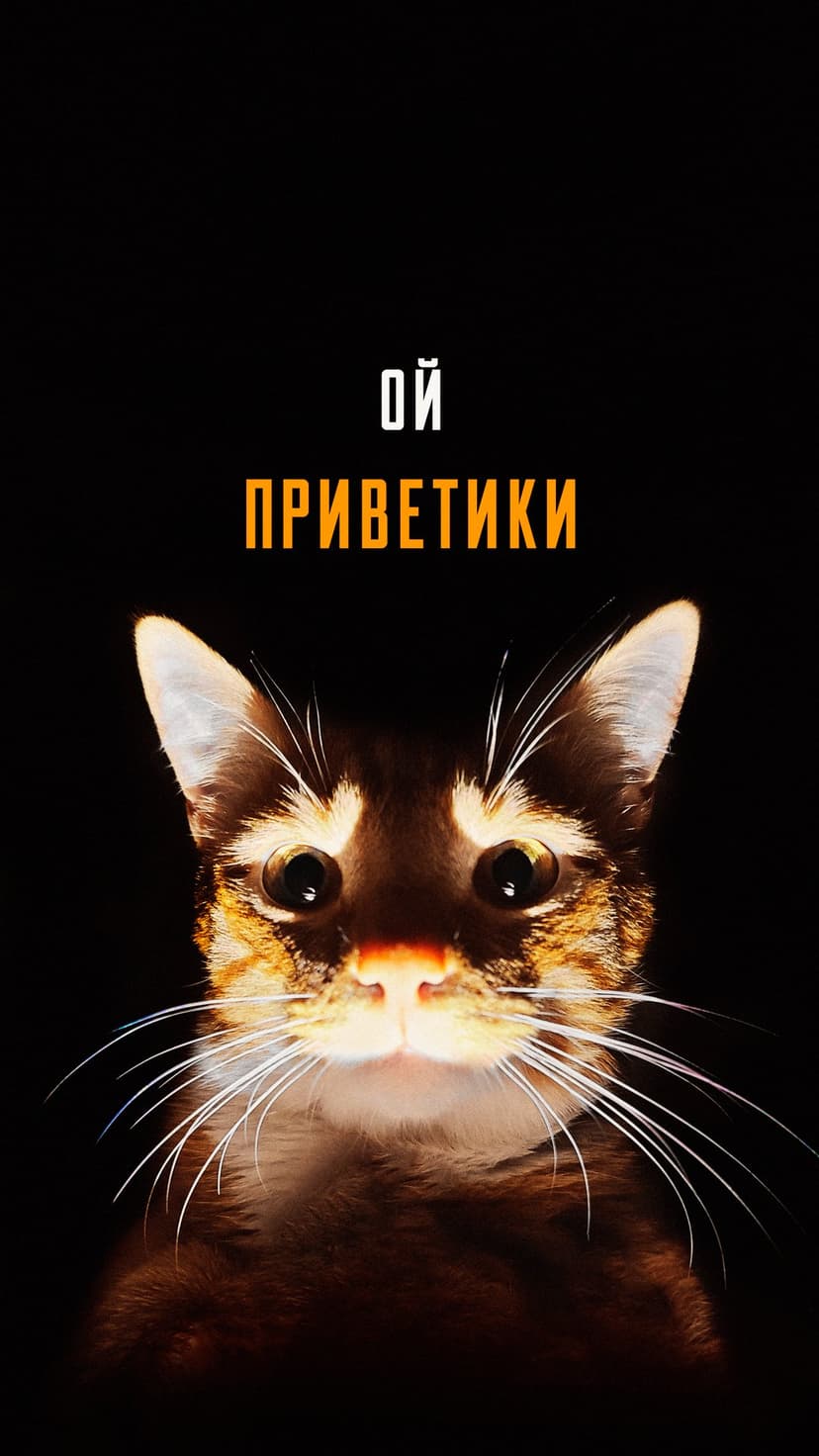 Cat face with wide eyes and long whiskers next to white and orange text on a solid black background.