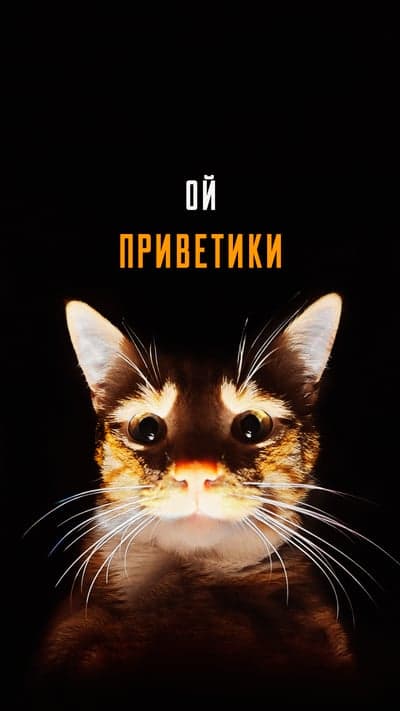 Cute Cat "Oy Privetiki" Text Overlay Black Background