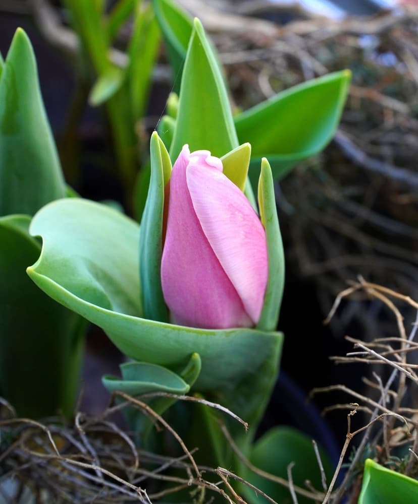 Pink tulip bud nestled in green leaves and rustic garden mulch, captured in a vertical macro orientation.
