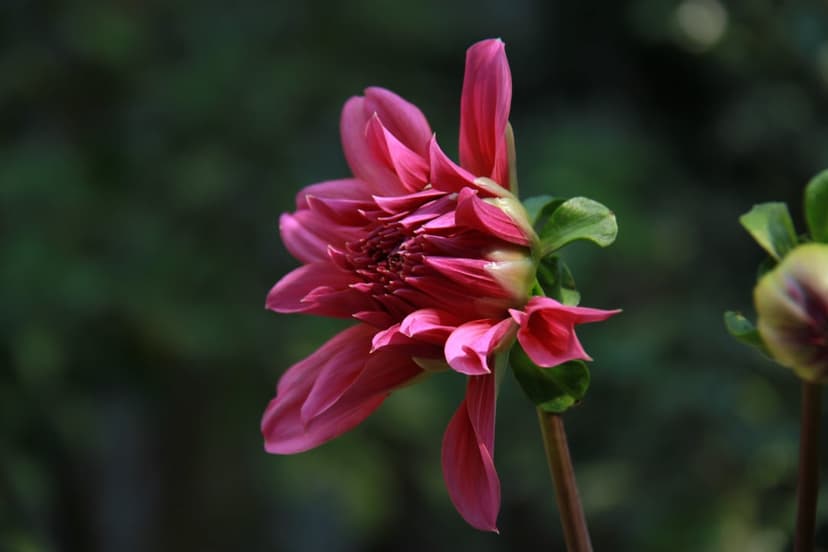 Pink dahlia flower in profile showing intricate layered petals against a blurred green leaf background.