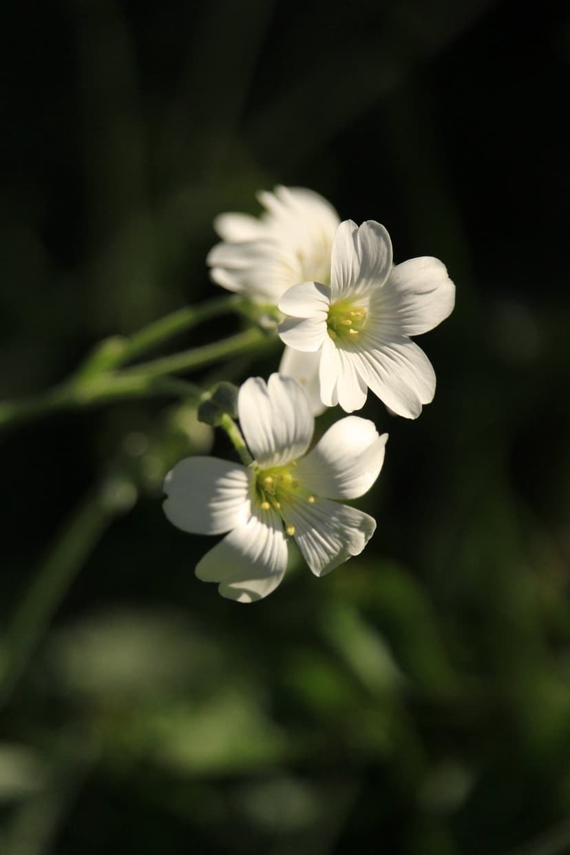 White wildflower petals with yellow stamens illuminated by bright sun rays against a dark bokeh background.