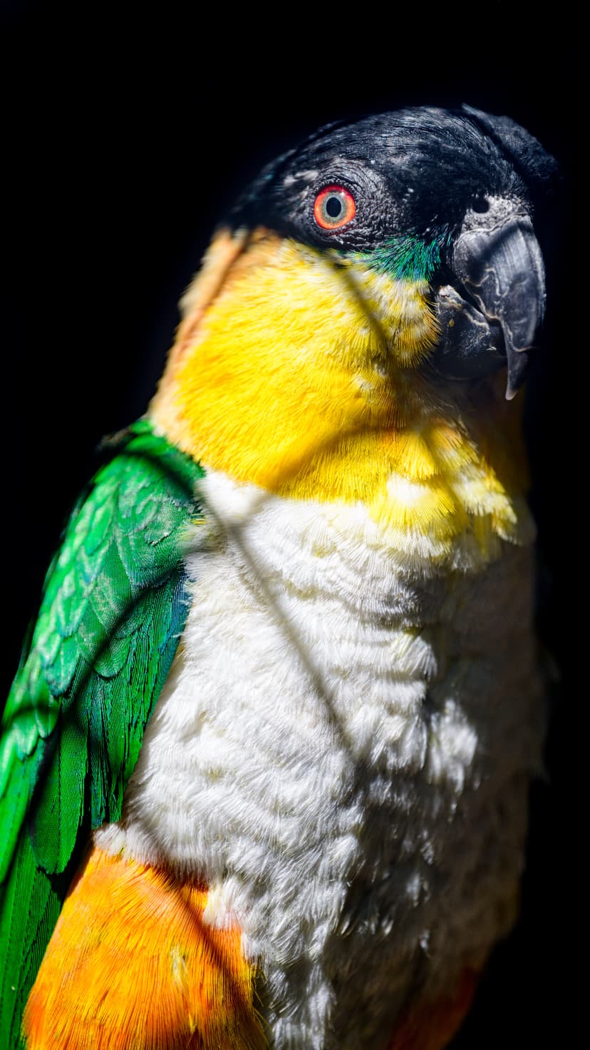 Black-headed Caique parrot with yellow chest and orange eye faces forward against a dark shadowed background.