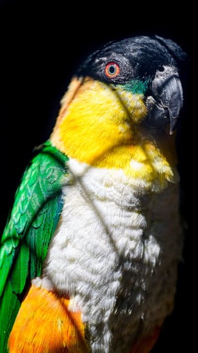 Close-up of a colorful Black-headed Caique parrot