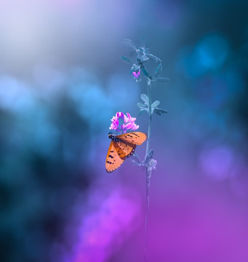 Orange and black butterfly resting on a small pink flower with a blurred blue and purple bokeh background.