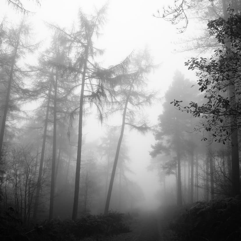 Winding forest trail disappears into heavy fog between tall, leafless trees in a monochrome landscape.