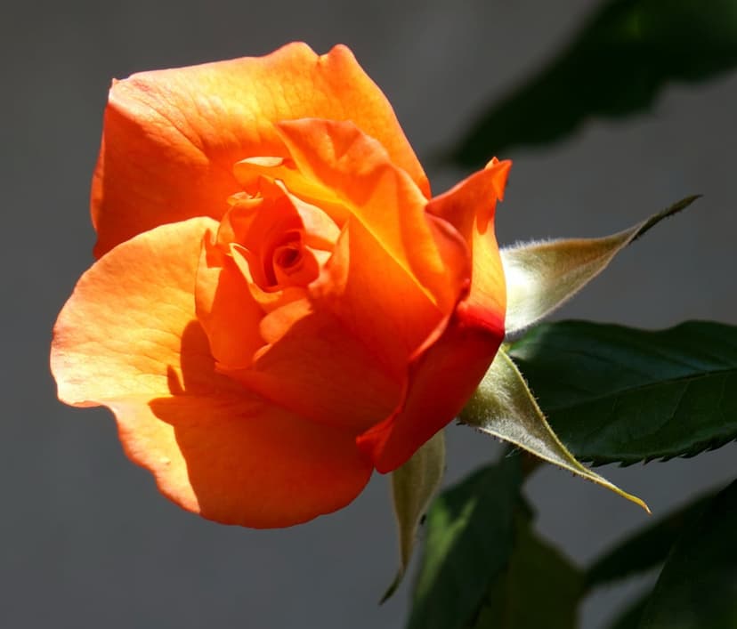 Orange rose blossom with sunlit translucent petals and green leaves captured in a close-up macro view.
