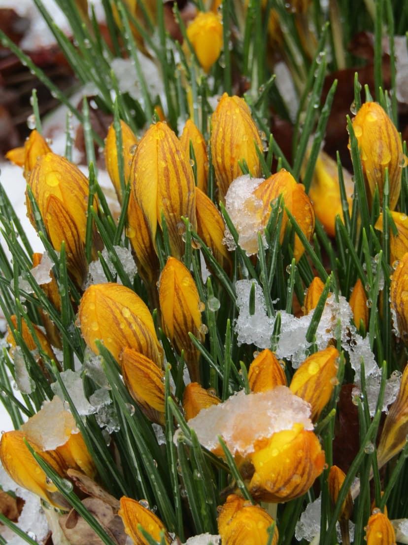 Yellow crocus flowers with brown stripes push through white snow and wet grass with dew drops in a macro shot.