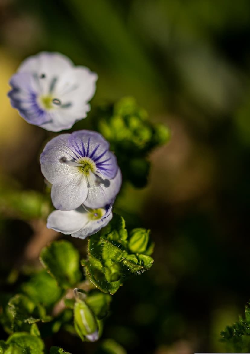 Blue speedwell wildflowers bloom in soft sunlight with a blurred green background of bokeh garden leaves.