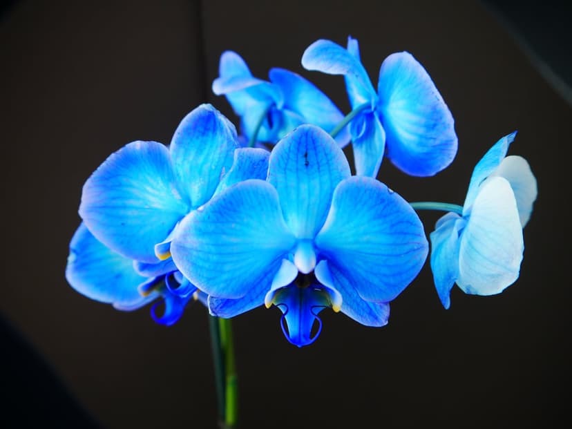 Radiant blue orchid flowers with white accents appear against a deep, soft-focus black backdrop in close-up.