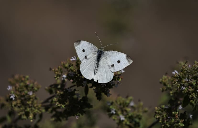 White butterfly with black spots perches on purple flowers surrounded by green leaves and a soft brown background.