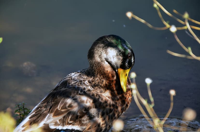 Mallard duck with a shiny green head rests its beak down against its brown mottled feathers near dark water.
