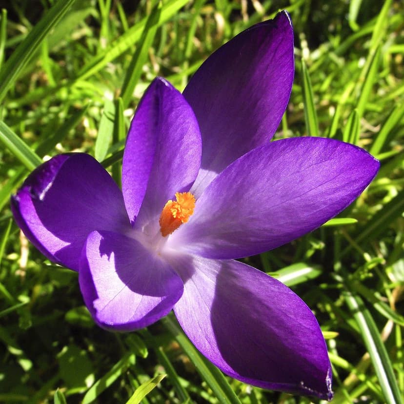 Purple crocus flower with orange stamen blooms in green grass under soft sunlight with a blurred background.