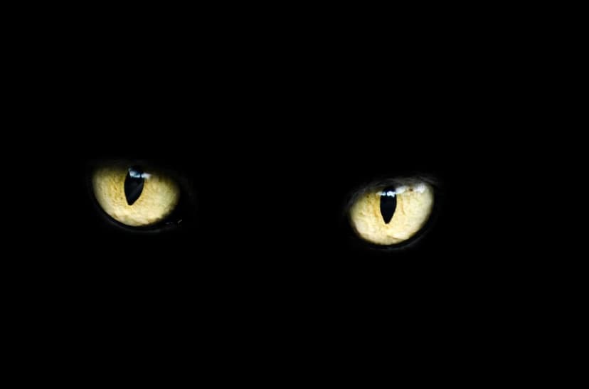 Glowing yellow cat eyes with vertical slit pupils emerge from a solid black background in a sharp close-up view.