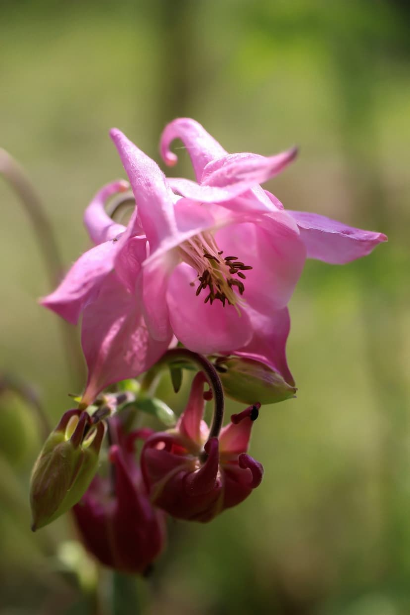 Pink Columbine flower with magenta petals and dark stamens against a blurred green background with red buds.