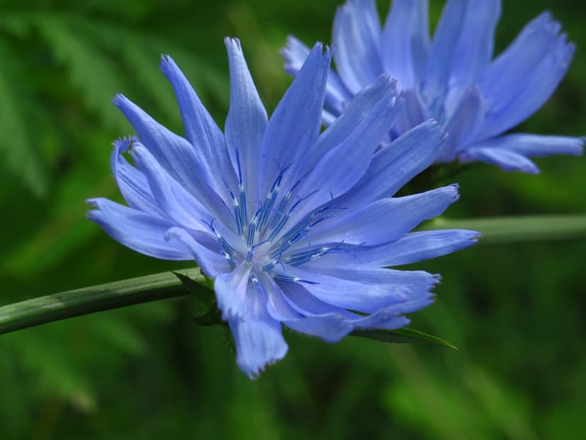 Chicory flower with fringed blue petals and intricate stamen in sharp focus against a soft green bokeh backdrop.