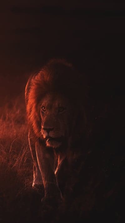 Twilight Prowl - The Lion's Burning Gaze