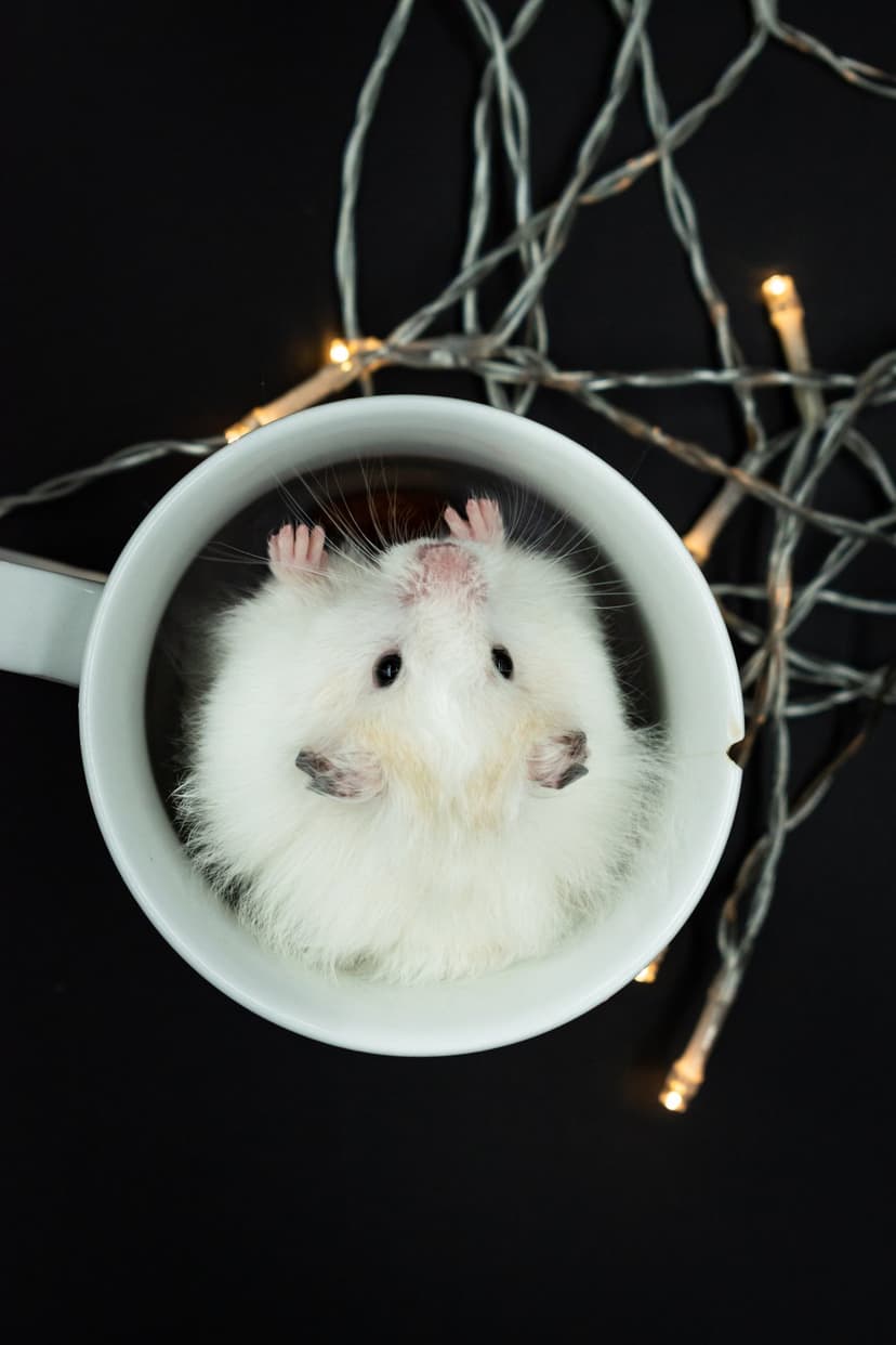 Fluffy white hamster lying on its back inside a white mug surrounded by warm glowing fairy lights and bokeh.