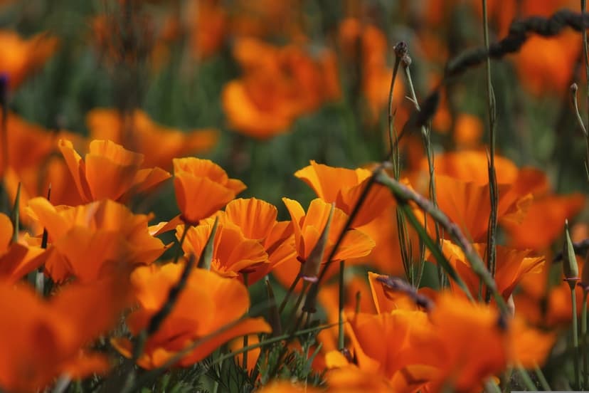 Bright orange California poppies with delicate petals stand in a soft-focus meadow under warm natural sunlight.