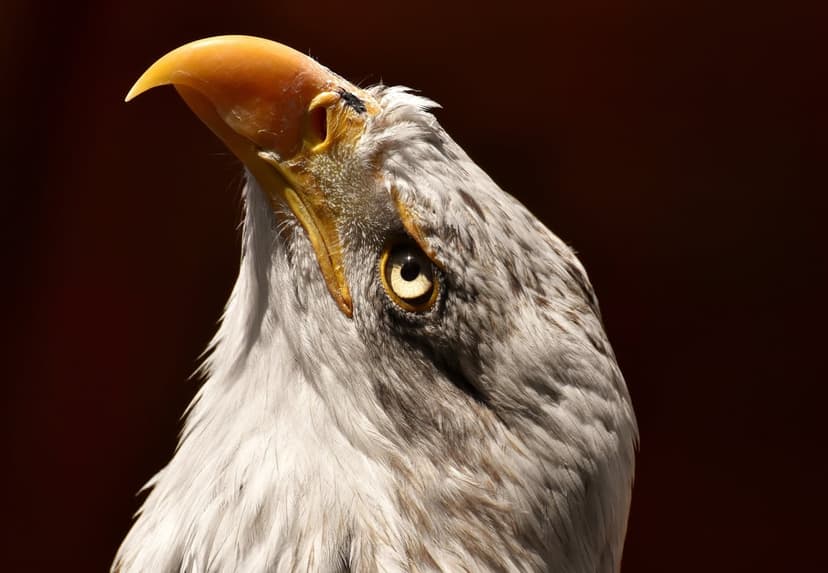 Bald eagle profile showing a sharp yellow beak and intense golden eye against a blurred dark background.