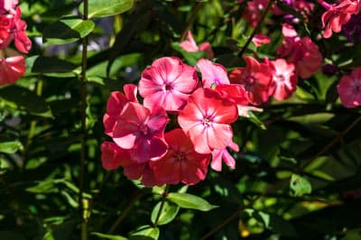 Vibrant Pink Phlox Flower Clusters Macro Mobile Wallpaper