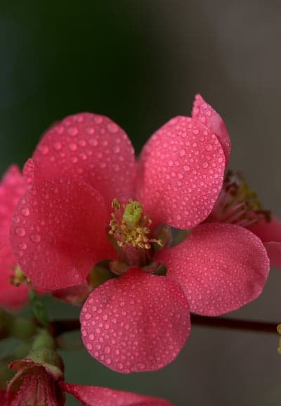 Dewy Pink Chaenomeles Flower Macro Tablet Wallpaper