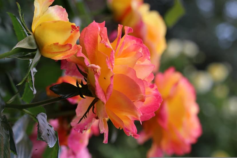 Bi-colored roses with yellow to pink gradient petals bloom against a soft-focus background with golden bokeh lights.